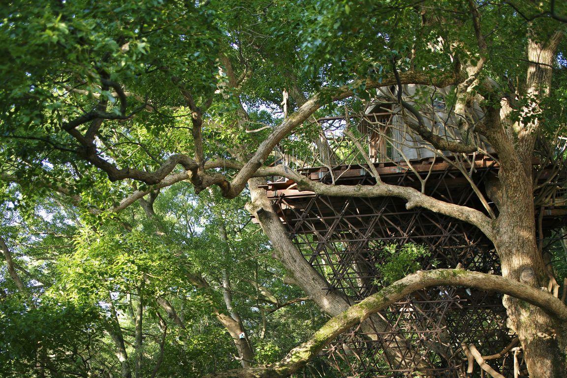 1514272750892783.jpg treehouse_002.jpg