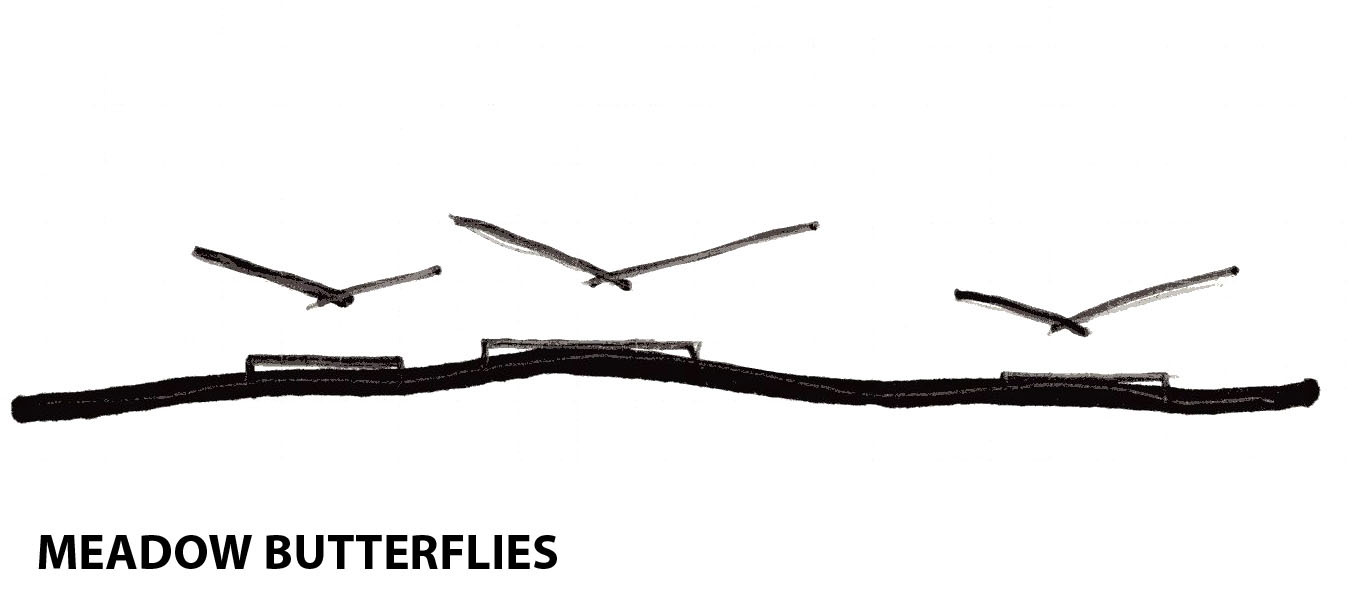 Diagram_MeadowButterflies.jpg