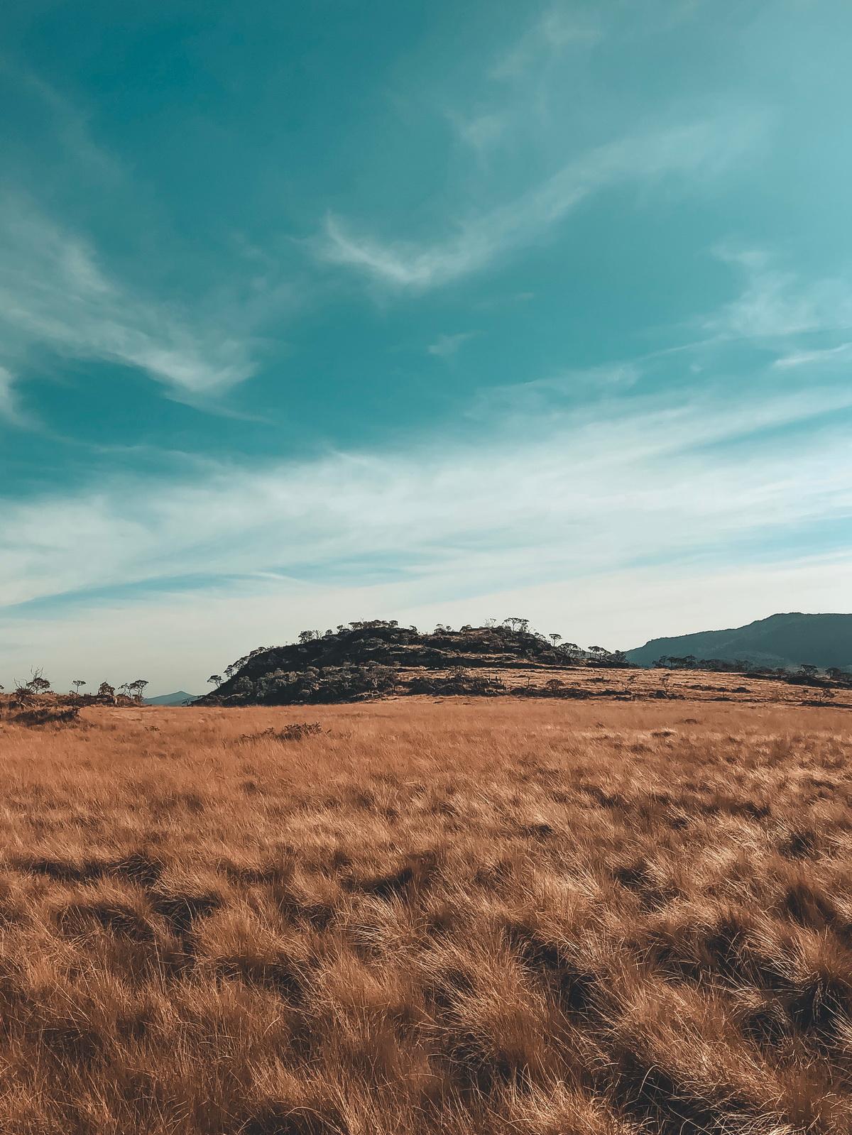 cropland-farmland-field-1756325.jpg