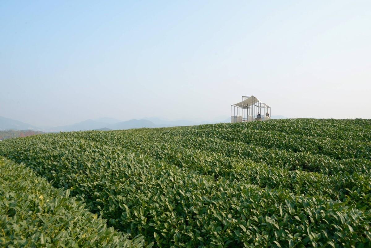 长埭村艺术乡建系列-茶山浮亭 / 由牧建筑