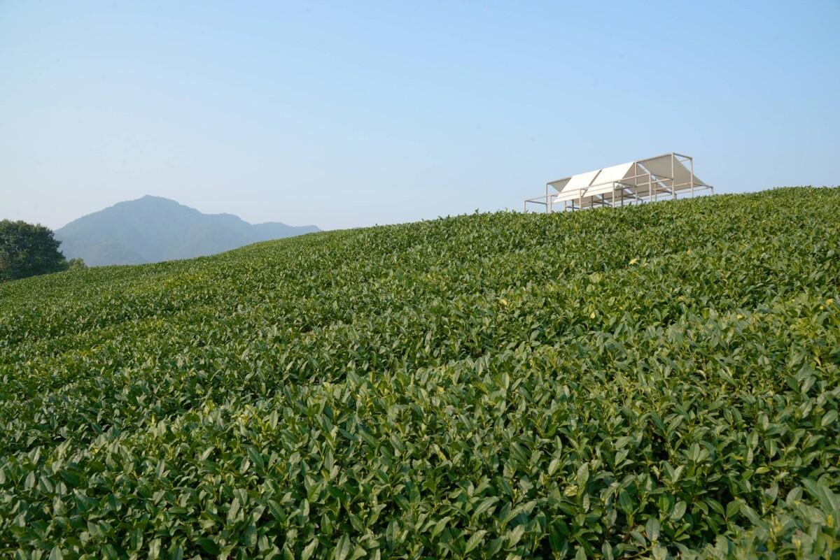 长埭村艺术乡建系列-茶山浮亭 / 由牧建筑
