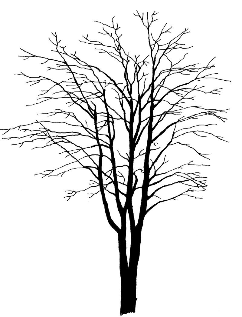 每日福利 / 冬日雪景怎么做？枯树少不了！