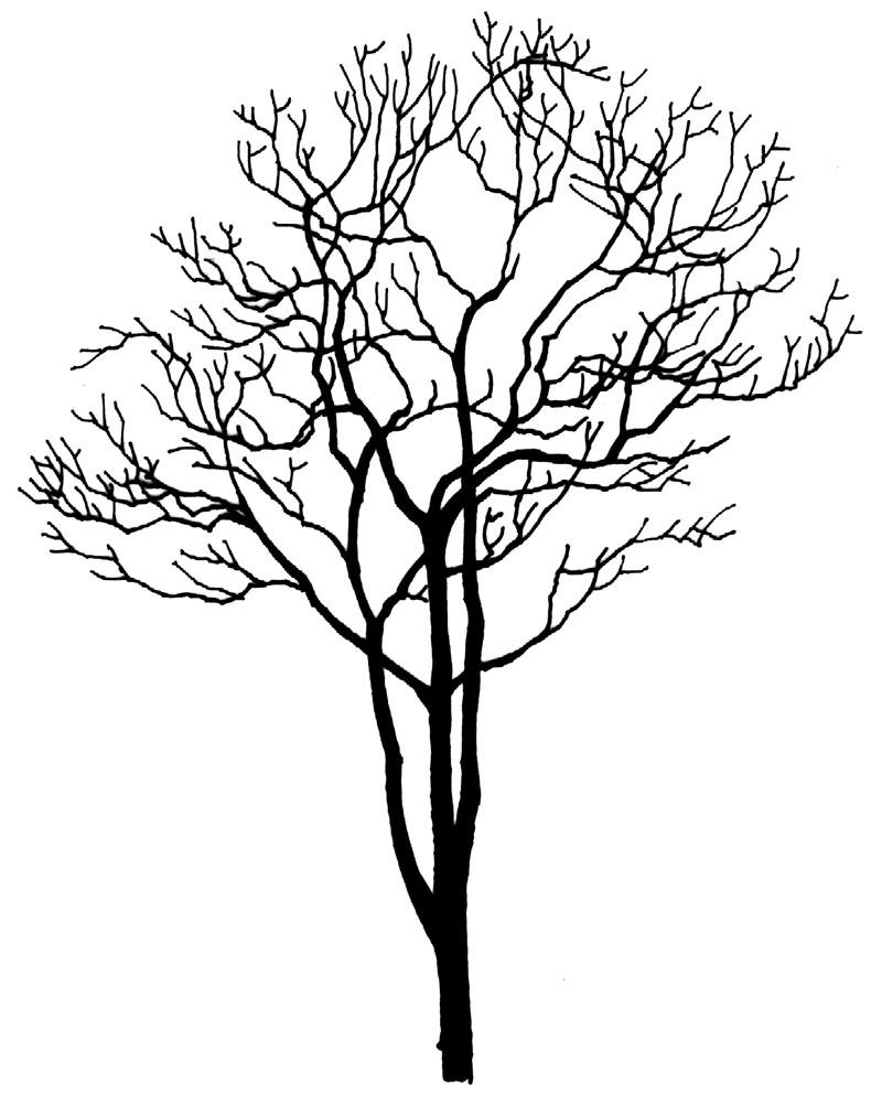 每日福利 / 冬日雪景怎么做？枯树少不了！