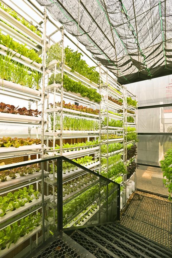 通过材料和结构的排布将气候“分开” —— 与植物共生的“温室之家”