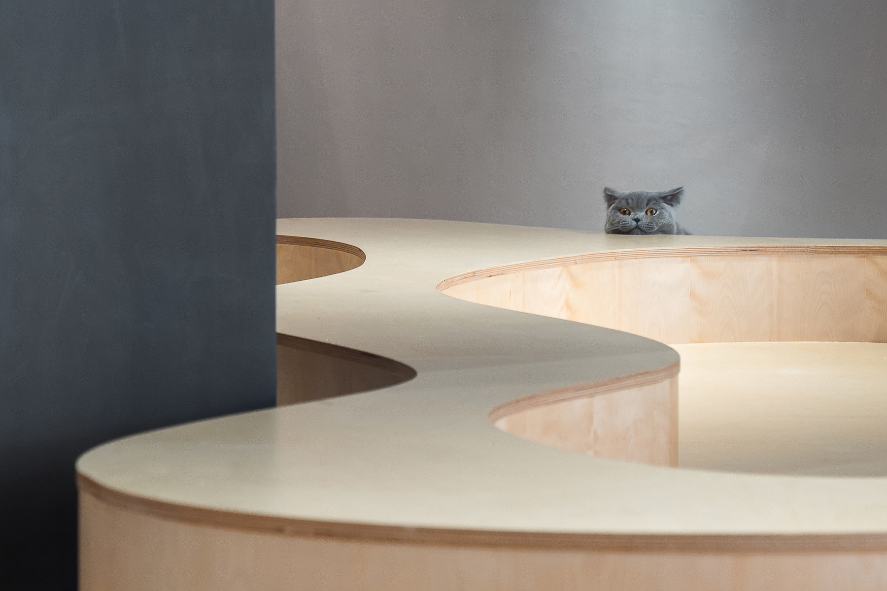04_猫视角梯田.jpg