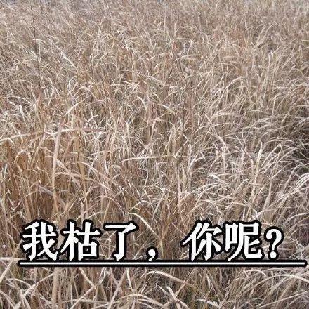 爸妈的审美有毒！花20万装修新房，他们装出了一间公共房！设计师看了会沉默……