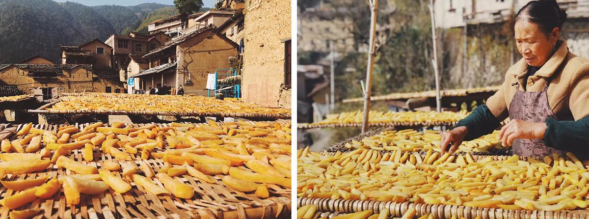 秋收季节满目金黄的陈家铺 The golden Chenjiapu during the harvest season.jpg