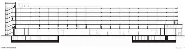 19_Longitudinal_cut.jpg