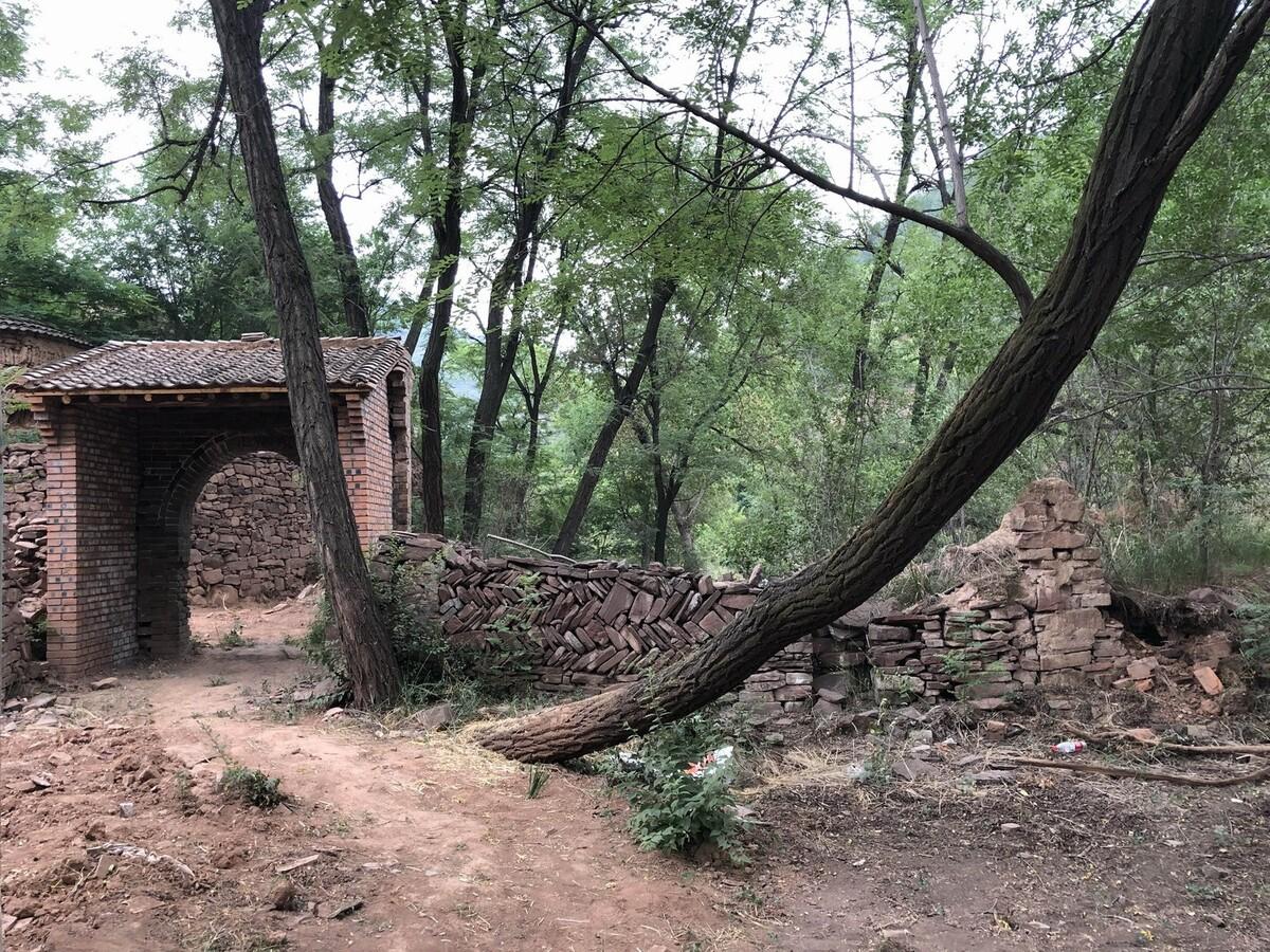 与树和老土墙共生——军械库咖啡 / 三文建筑