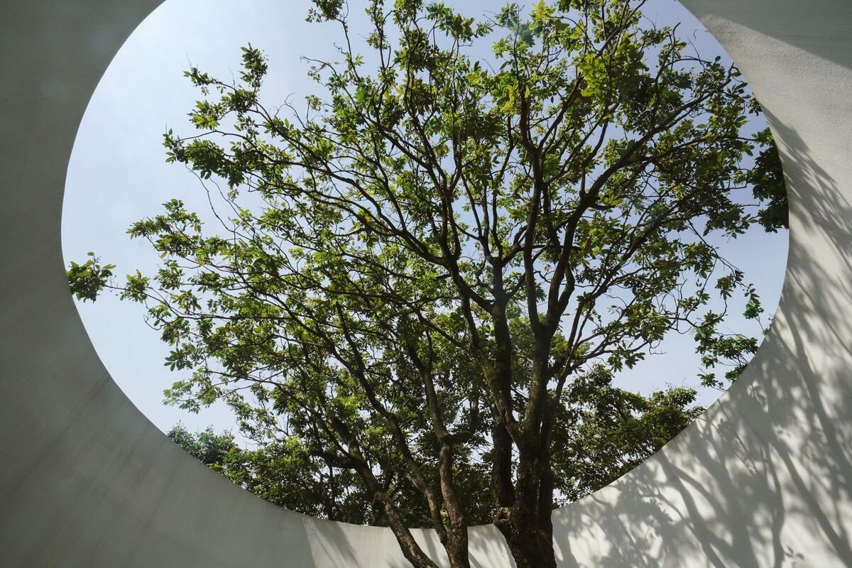 龙眼树下的院子 / 在场建筑